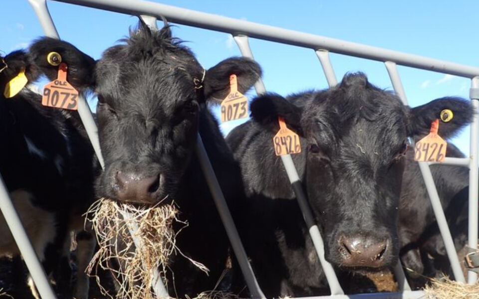11 Massachusetts Farms Where Fresh Produce, Friendly Barnyard Animals, and Country Charm Come Together
