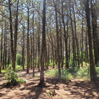 Twenty Thousand Red Cedars Stand Exactly Six Feet Apart in This Eerie Oklahoma Forest