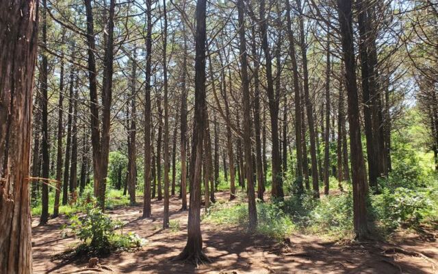 Twenty Thousand Red Cedars Stand Exactly Six Feet Apart in This Eerie Oklahoma Forest