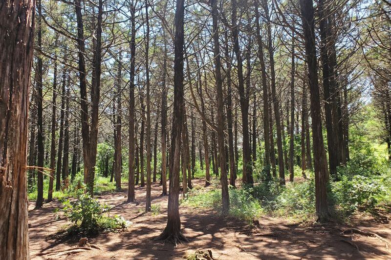Twenty Thousand Red Cedars Stand Exactly Six Feet Apart in This Eerie Oklahoma Forest