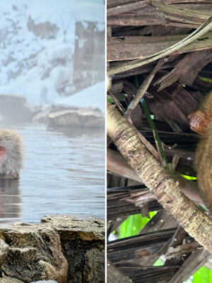 14 Destinations Where You Can See Animals Found Nowhere Else On Earth
