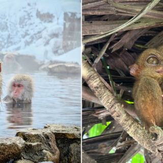 14 Destinations Where You Can See Animals Found Nowhere Else On Earth