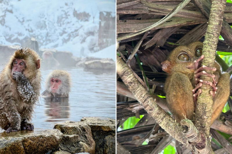 14 Destinations Where You Can See Animals Found Nowhere Else On Earth