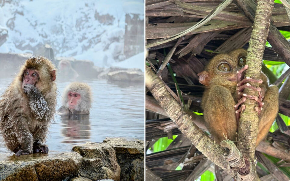 14 Destinations Where You Can See Animals Found Nowhere Else On Earth