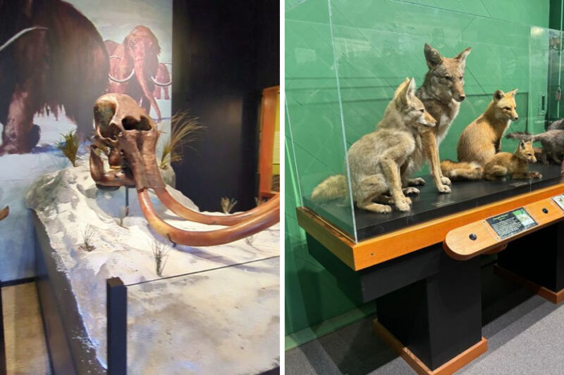 This Oregon Museum Tells a Story More Than 10,000 Years in the Making
