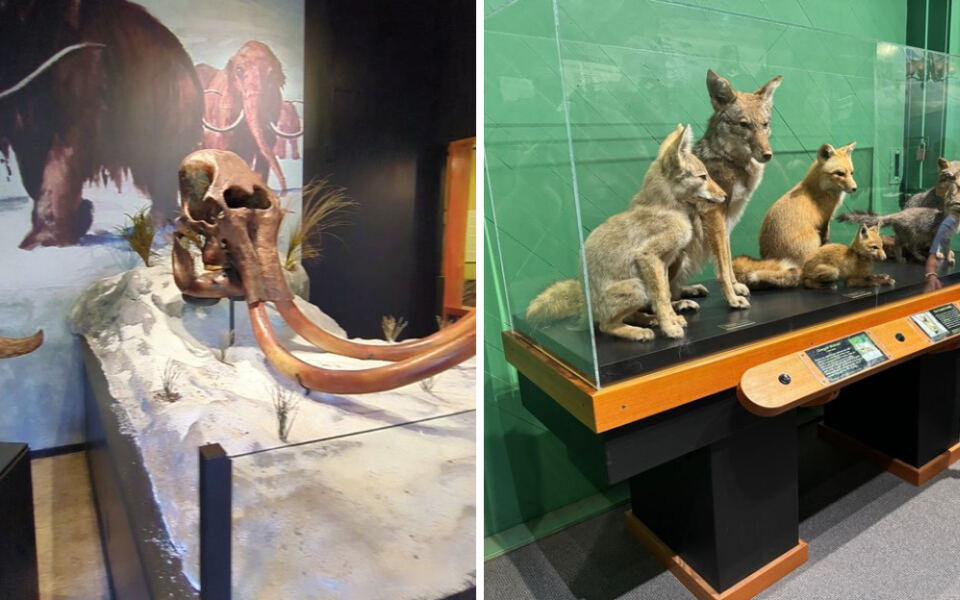 This Oregon Museum Tells a Story More Than 10,000 Years in the Making