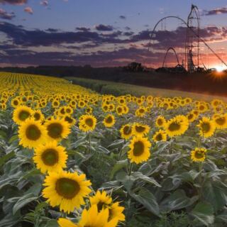 Rows Of Towering Sunflowers Turn This Ohio Field Into A Bright Detour Worth The Wait