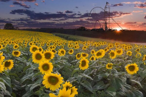 Rows Of Towering Sunflowers Turn This Ohio Field Into A Bright Detour Worth The Wait
