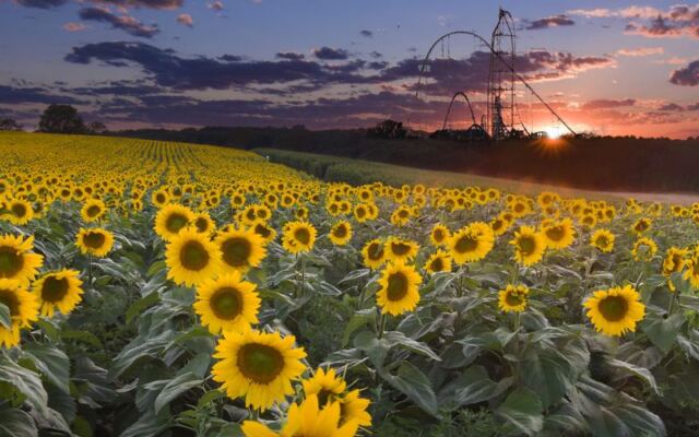 Rows Of Towering Sunflowers Turn This Ohio Field Into A Bright Detour Worth The Wait