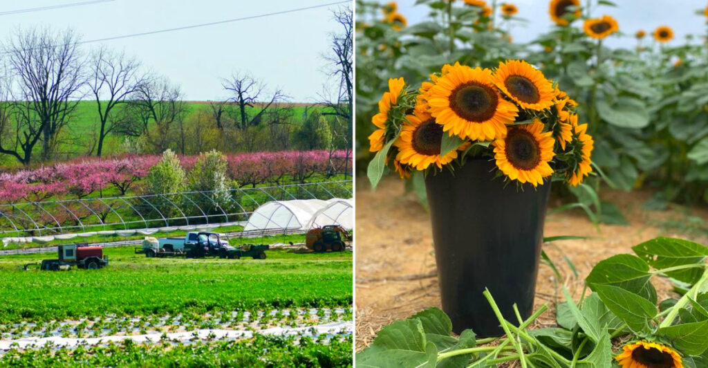 This Lancaster County Farm Has Pick-Your-Own Flowers, Fresh Pies, and 4 Generations of History