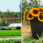 This Lancaster County Farm Has Pick-Your-Own Flowers, Fresh Pies, and 4 Generations of History