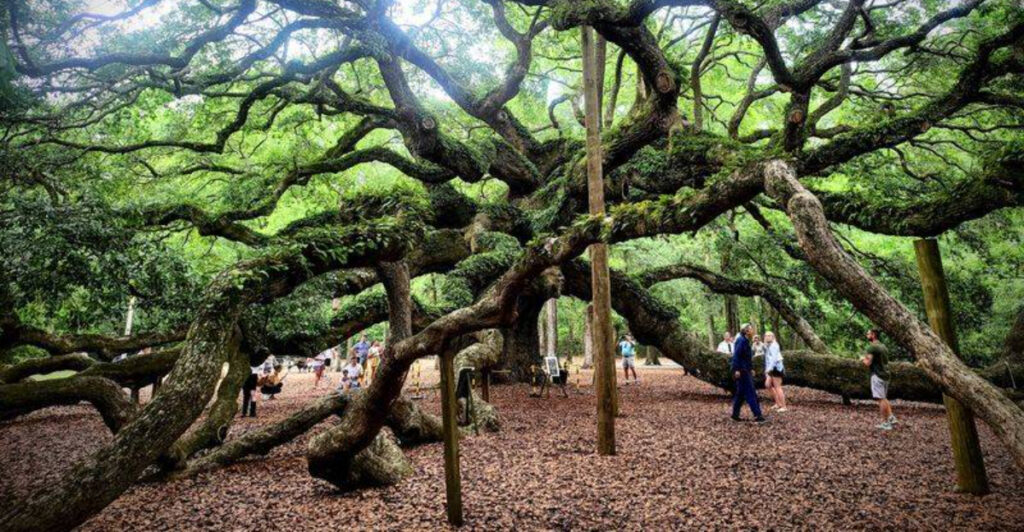This South Carolina Tree Has Branches That Cover Nearly 17,000 Square Feet