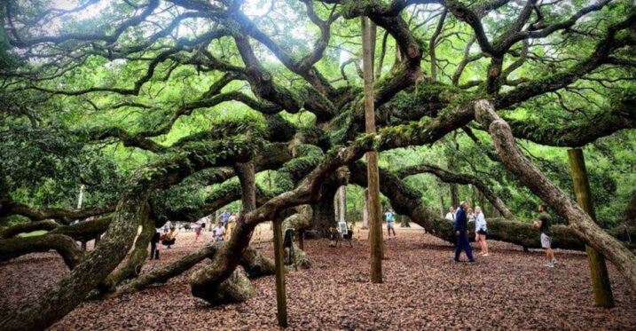 This South Carolina Tree Has Branches That Cover Nearly 17,000 Square Feet