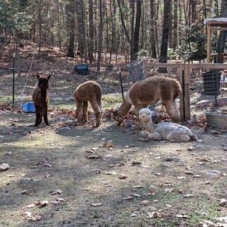 This Massachusetts Family Farm Tucked in the Woods Lets You Walk Right Alongside Its Alpacas