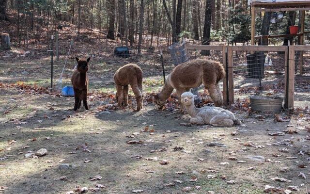 This Massachusetts Family Farm Tucked in the Woods Lets You Walk Right Alongside Its Alpacas