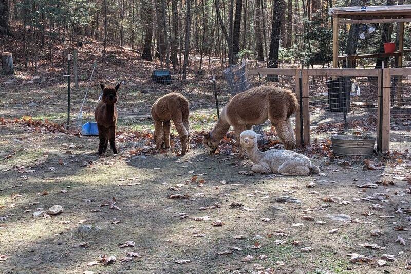 This Massachusetts Family Farm Tucked in the Woods Lets You Walk Right Alongside Its Alpacas