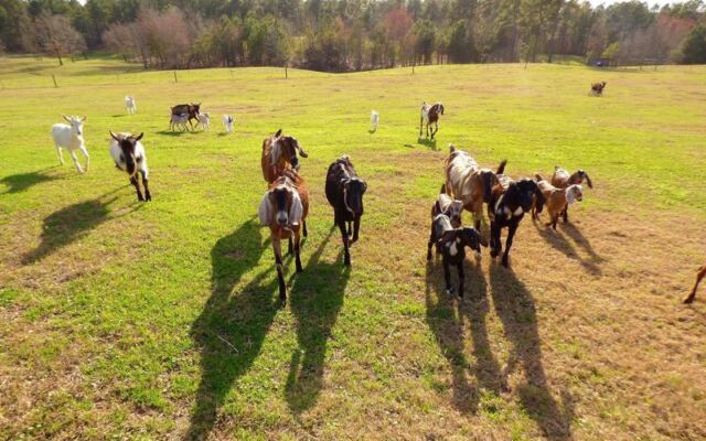 At This North Carolina Farm You Can Bottle-Feed Baby Goats, Pick Fresh Berries, And Grab Ice Cream