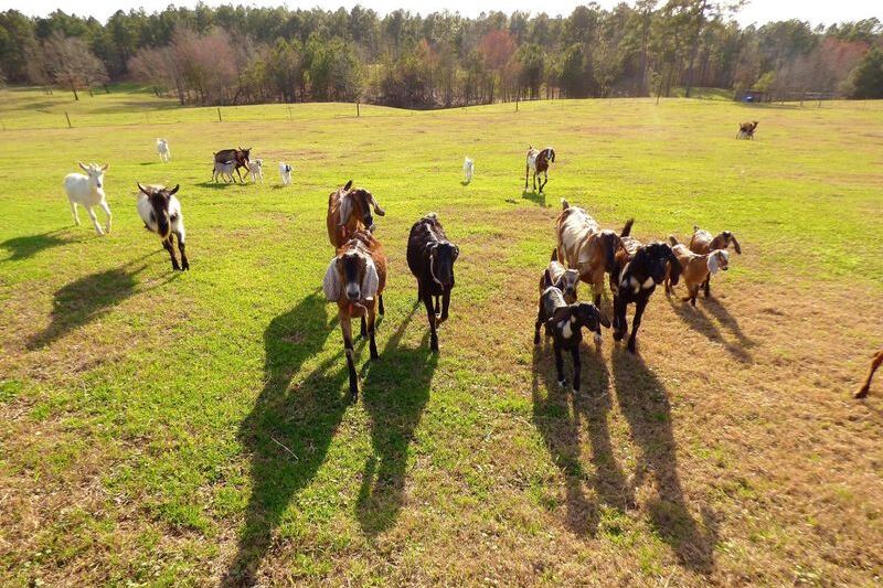 At This North Carolina Farm You Can Bottle-Feed Baby Goats, Pick Fresh Berries, And Grab Ice Cream