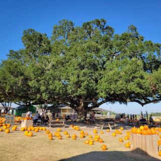 This Sprawling Texas Family Farm Turns Fresh Produce, Fried Pies, And Homemade Canned Goods Into A Food-Lover Stop