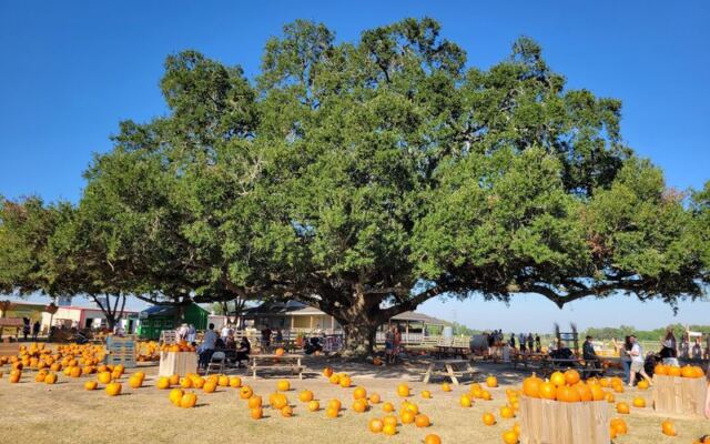 This Sprawling Texas Family Farm Turns Fresh Produce, Fried Pies, And Homemade Canned Goods Into A Food-Lover Stop