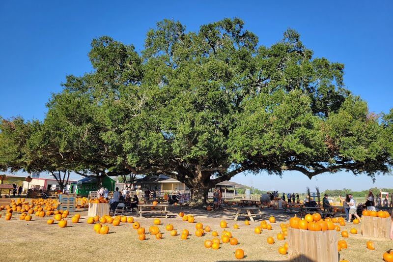 This Sprawling Texas Family Farm Turns Fresh Produce, Fried Pies, And Homemade Canned Goods Into A Food-Lover Stop