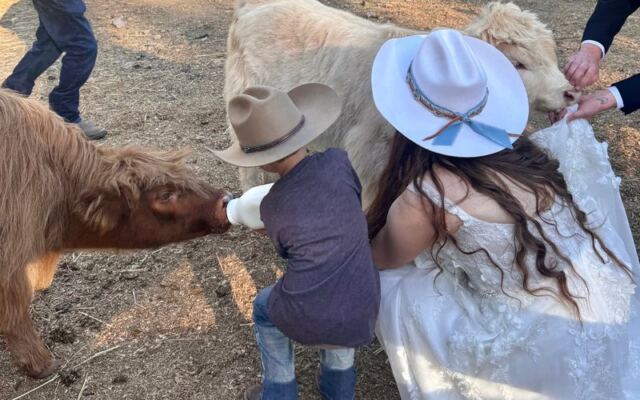This Oregon Farm Tour Gets You Up Close With Fluffy Highland Cows Tucked Away In The Forest