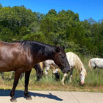 This Ozark Escape Has a Massive Echoing Bluff, Clear Creek, and Wild Horses