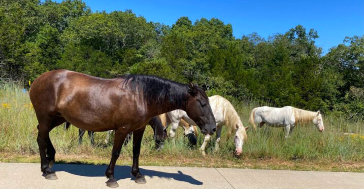 This Ozark Escape Has a Massive Echoing Bluff, Clear Creek, and Wild Horses