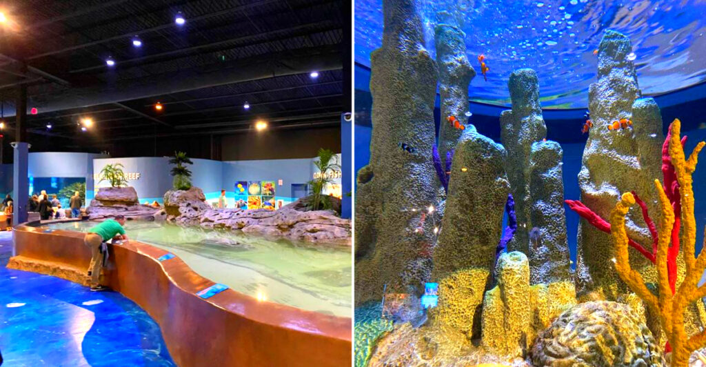 This New Hampshire Aquarium Hosts Adults-Only Nights With Drinks and After-Hours Animal Encounters