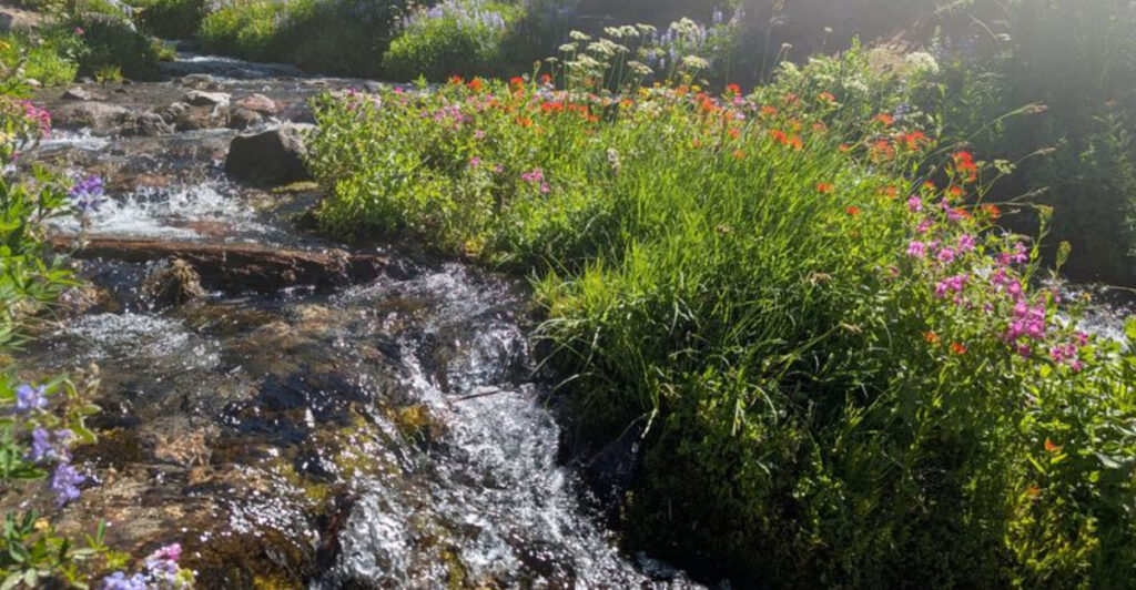 9 Oregon Trails That Come Alive With Wildflowers Every Summer