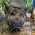 This Tennessee Sanctuary Lets You Spend an Afternoon Cuddling Its Well-Loved Rescue Animals