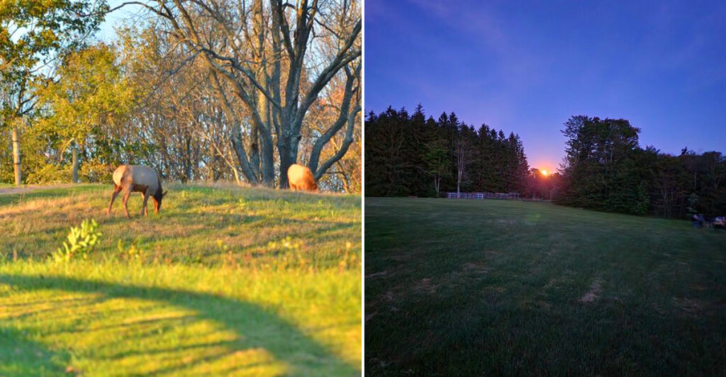 This 265,000-Acre Pennsylvania Forest Has Wild Elk, Dark Skies, and 85 Miles of Backcountry Trails