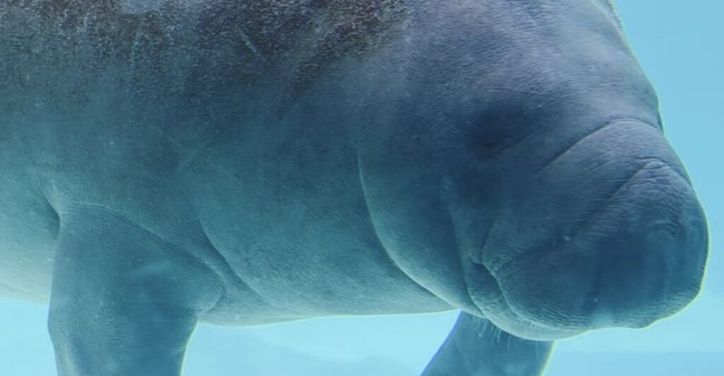 This Florida Marine Park Is Home to the World’s Oldest Manatee