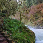 This Shaded 3.5-Mile Forest Hike Follows a Peaceful Flowing Creek