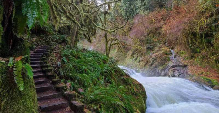 This Shaded 3.5-Mile Forest Hike Follows a Peaceful Flowing Creek