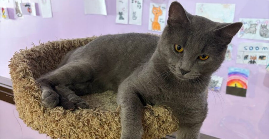These 9 Illinois Cat Cafes Let You Sip Coffee With Adoptable Cats