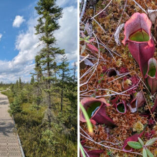 This Minnesota Park Has A Boardwalk Through A Wilderness Of Carnivorous Plants