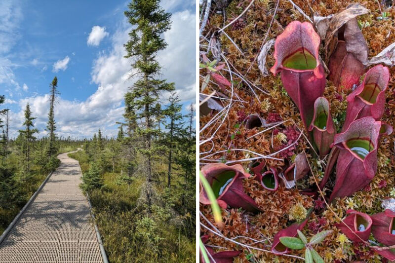 This Minnesota Park Has A Boardwalk Through A Wilderness Of Carnivorous Plants