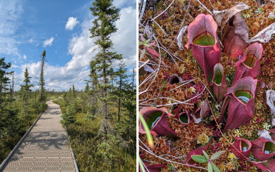 This Minnesota Park Has A Boardwalk Through A Wilderness Of Carnivorous Plants