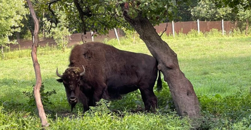 This Under-the-Radar Illinois State Park Has a Bison Surprise