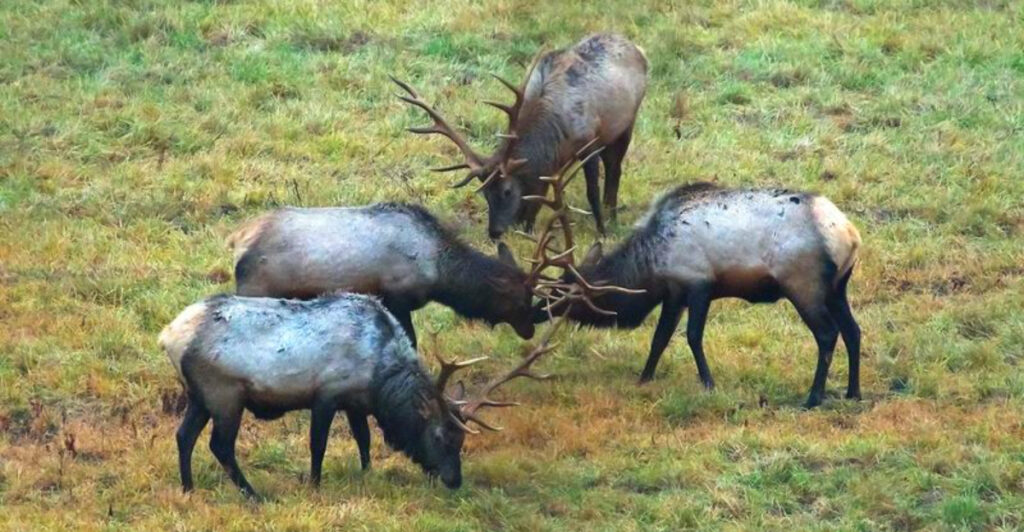 12 Pennsylvania Places Where You Can See Elk in the Wild