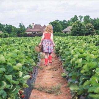 This Family-Run South Carolina Farm Market Draws Day-Trippers For Pick-Your-Own Strawberries, Fresh Produce, And Homemade Peach Ice Cream