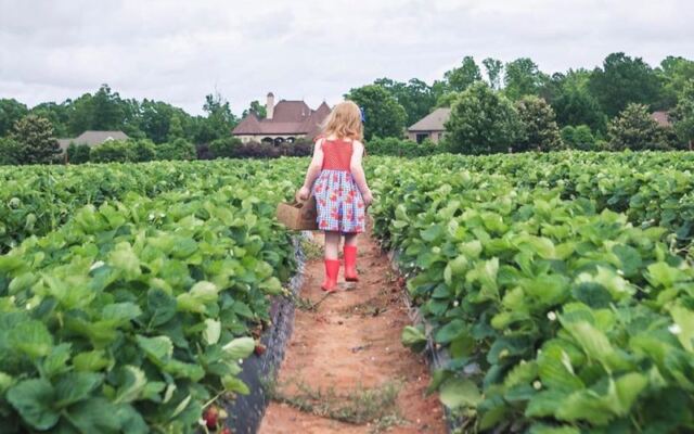This Family-Run South Carolina Farm Market Draws Day-Trippers For Pick-Your-Own Strawberries, Fresh Produce, And Homemade Peach Ice Cream
