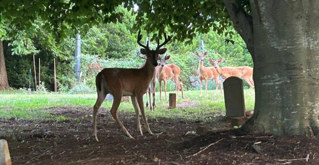 14 American Cities With Beautiful Historic Cemeteries To Explore