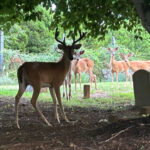14 American Cities With Beautiful Historic Cemeteries To Explore