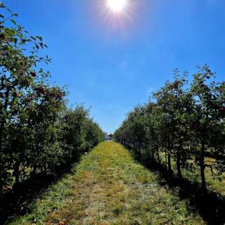 9 Ohio Apple Orchards Where You Pick Your Own And Leave With Warm Cider Donuts
