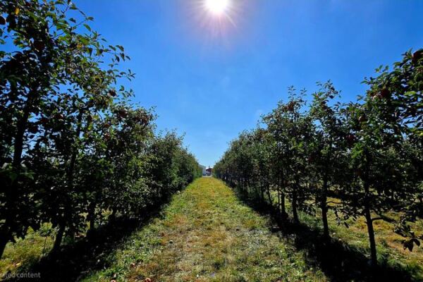 9 Ohio Apple Orchards Where You Pick Your Own And Leave With Warm Cider Donuts