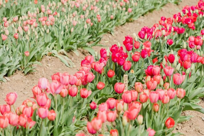9 Massachusetts Flower Farms That Turn a Late-Summer Drive Into a Picture-Perfect Day