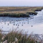 This 50-Mile New Jersey Wildlife Refuge Hides More Than 320 Bird Species Along The Coast