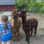 This Massachusetts Sanctuary Is Home To Hundreds Of Rescued Farm Animals You Can Feed By Hand